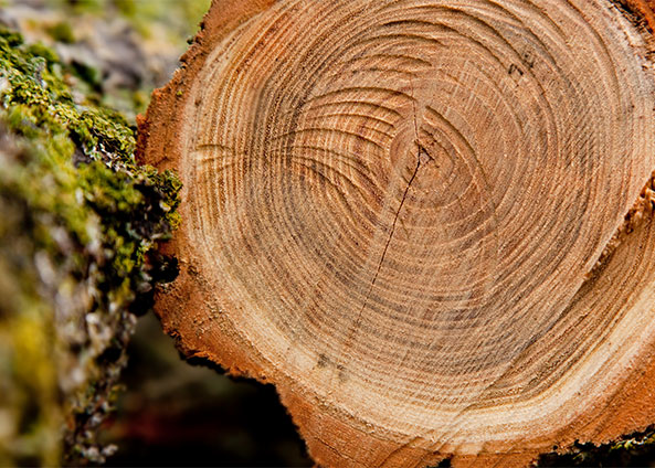 Ronsun İthalat ve İhracat A.Ş.